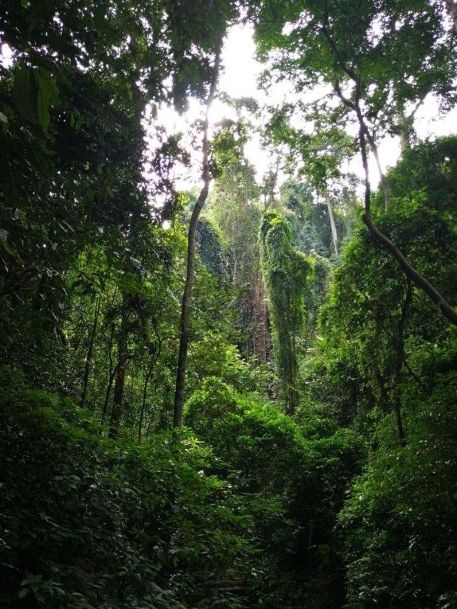 渝湘复线高速控制性工程龙川江特大桥顺利合龙